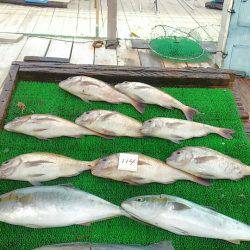 海の釣堀 海恵 釣果