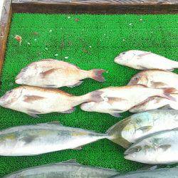 海の釣堀 海恵 釣果