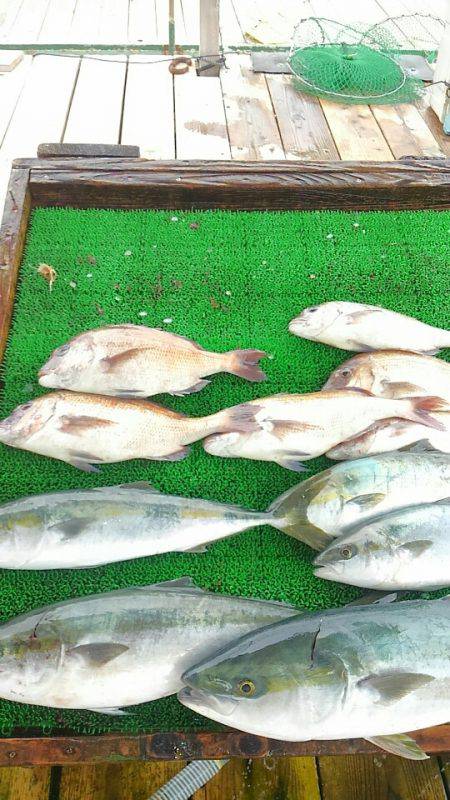 海の釣堀 海恵 釣果