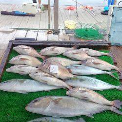 海の釣堀 海恵 釣果