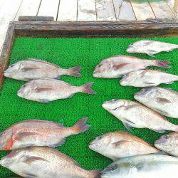 海の釣堀 海恵 釣果