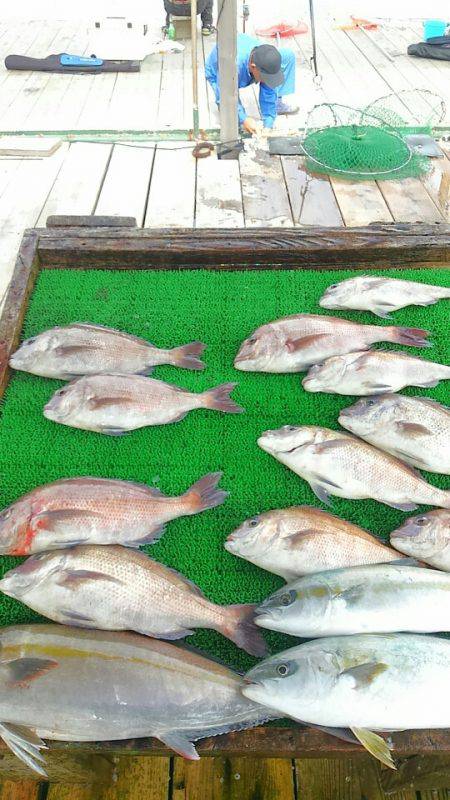 海の釣堀 海恵 釣果