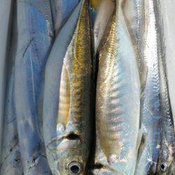 金沢八景鴨下丸 釣果