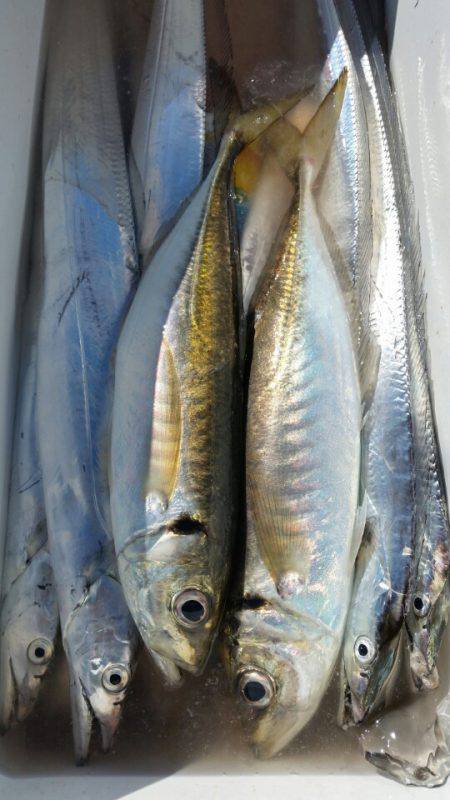 金沢八景鴨下丸 釣果