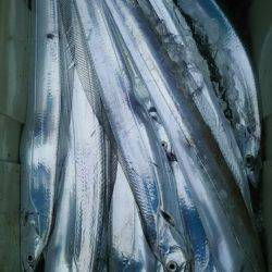 サンマリン 釣果