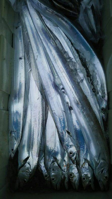 サンマリン 釣果