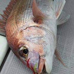 タイラバ遊漁船 ワンピース 釣果