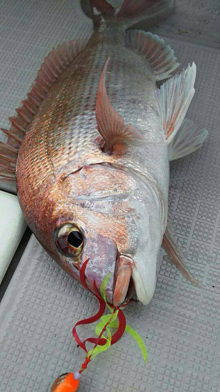 タイラバ遊漁船 ワンピース 釣果