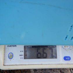 LUSTER『ラスター』 釣果