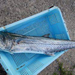 LUSTER『ラスター』 釣果