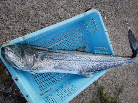 LUSTER『ラスター』 釣果