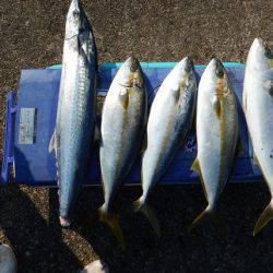 LUSTER『ラスター』 釣果