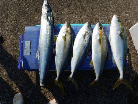 LUSTER『ラスター』 釣果