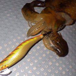 South Current 釣果