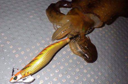 South Current 釣果