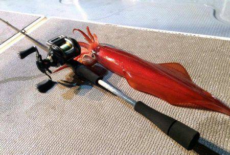 South Current 釣果