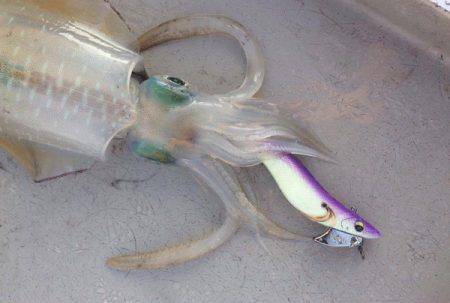 South Current 釣果