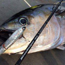 South Current 釣果