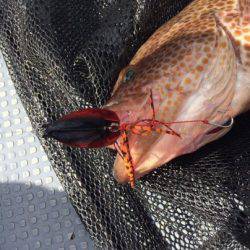 South Current 釣果