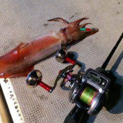 South Current 釣果