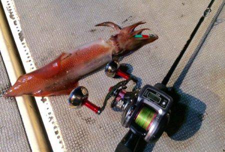 South Current 釣果