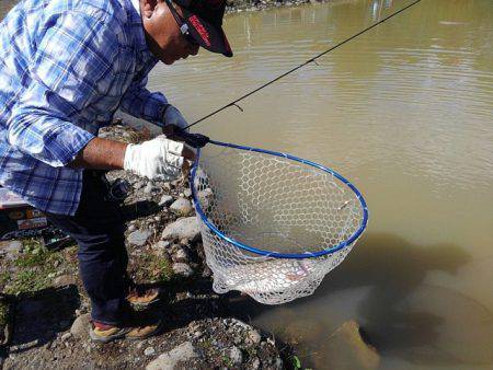 つりぼりあかし 釣果