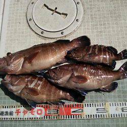 チャモロ 釣果