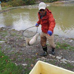 つりぼりあかし 釣果