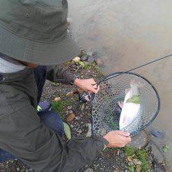 つりぼりあかし 釣果