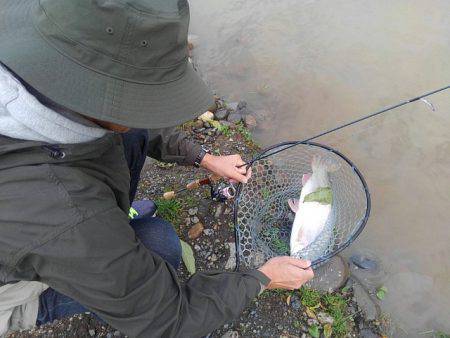 つりぼりあかし 釣果