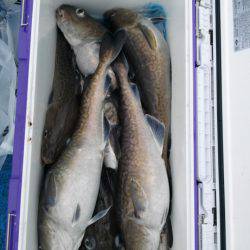 海龍丸（石川） 釣果