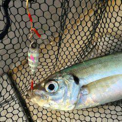 ブルースフィッシングサービス 釣果