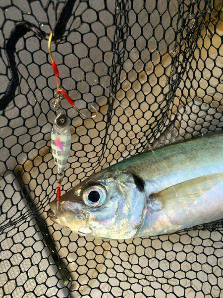 ブルースフィッシングサービス 釣果