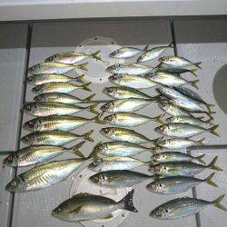 エンペラー 釣果