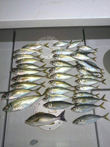 エンペラー 釣果