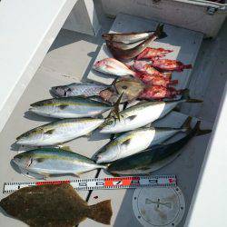 エンペラー 釣果