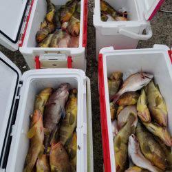 ソルトウォーターガイドフレンズ 釣果