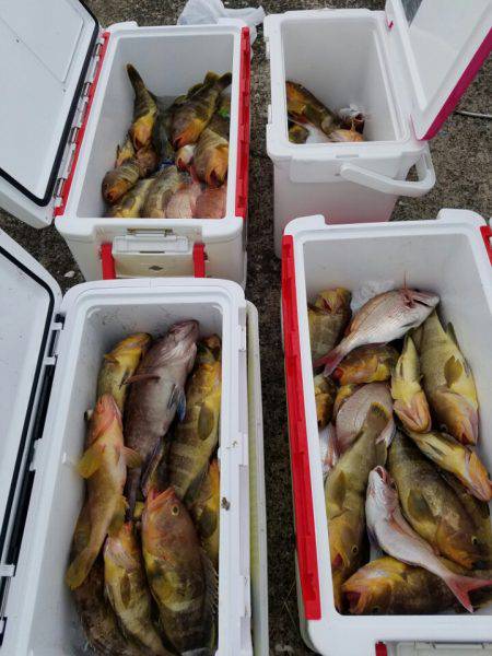 ソルトウォーターガイドフレンズ 釣果