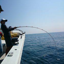 エンペラー 釣果