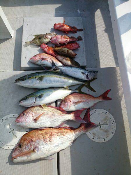 エンペラー 釣果