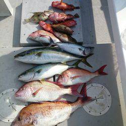 エンペラー 釣果