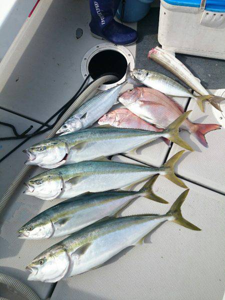 エンペラー 釣果