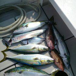 エンペラー 釣果