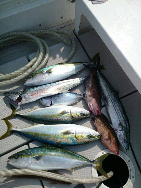 エンペラー 釣果