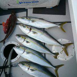 エンペラー 釣果