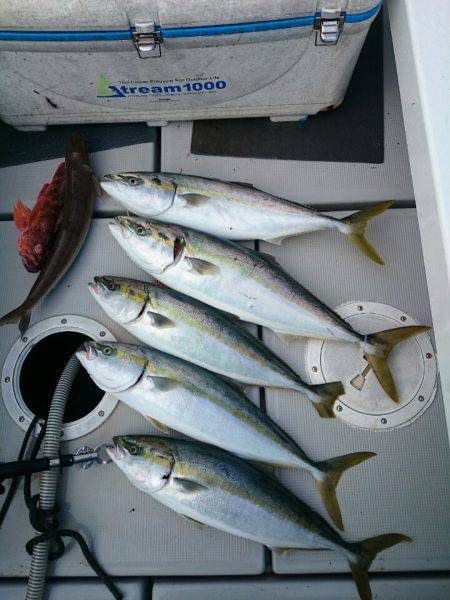 エンペラー 釣果