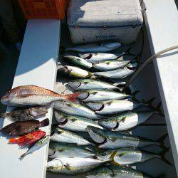 エンペラー 釣果