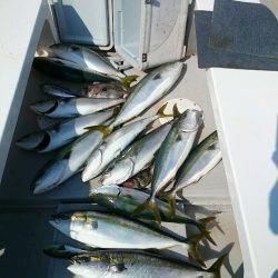 エンペラー 釣果