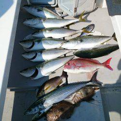 エンペラー 釣果