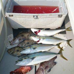 エンペラー 釣果